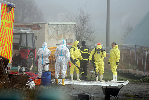 Na Třebíčsku začalo utrácení 20 tisíc kachen, ptačí chřipka chov postihla i loni