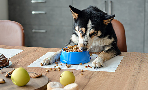 Granule pro psa: maso, nebo obilný šrot. Naučte se dešifrovat složení krmiv