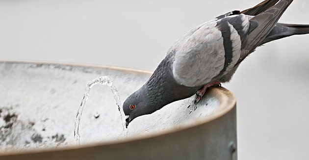 České Lípě došla trpělivost s holuby, jejich krmení bude řešit jako přestupek