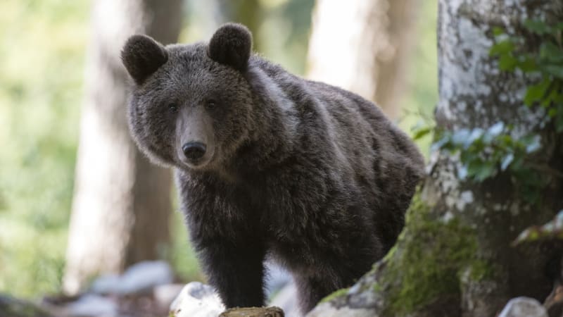 Další útok medvědice na Slovensku: Muže našli zraněného u D1. Šelmu i mláďata zastřelili